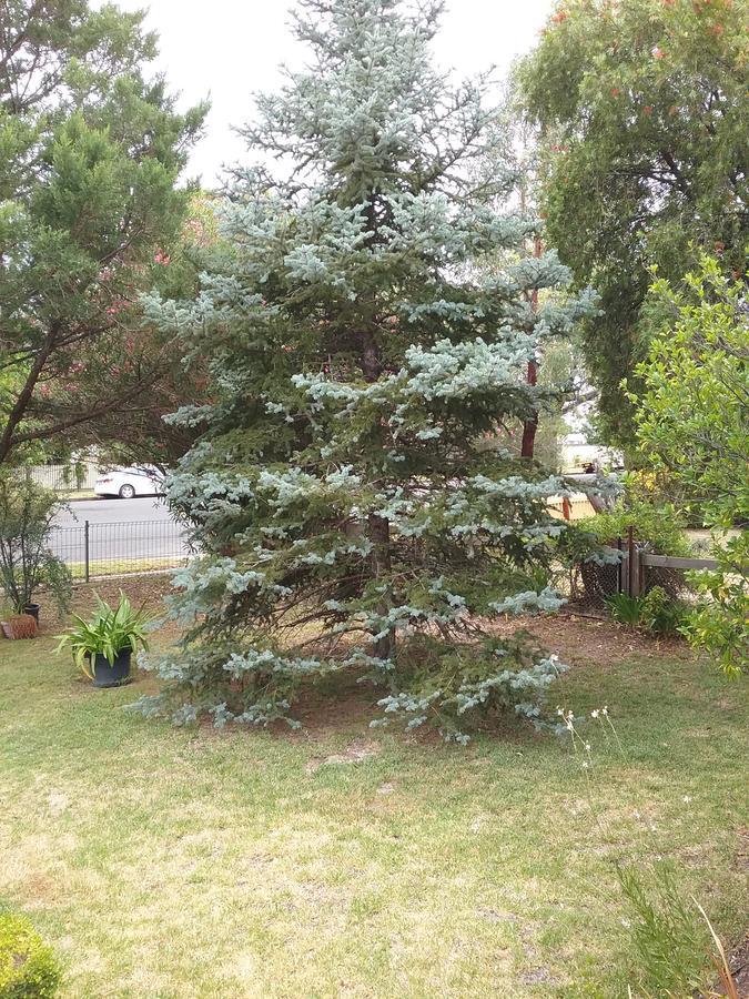 Langley Cottage B&B คูนาแบราบรัน ภายนอก รูปภาพ